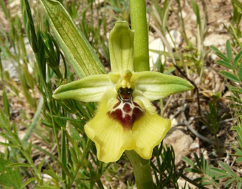 Ophrys lacaitae lojac.